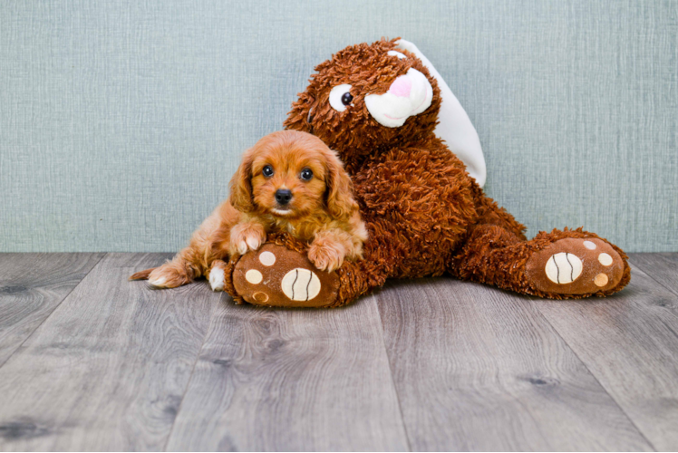 Small Cavapoo Baby