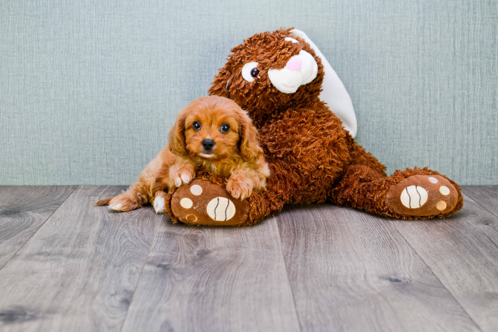 Small Cavapoo Baby
