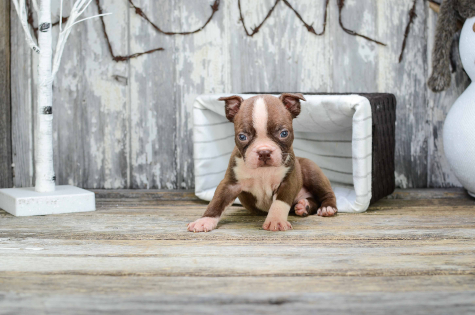 Little Boston Terrier Baby