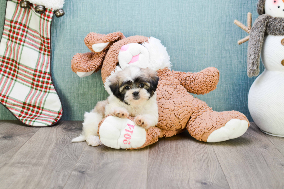 Fluffy Teddy Bear Designer Pup