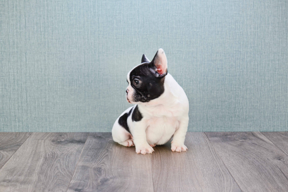 Best French Bulldog Baby