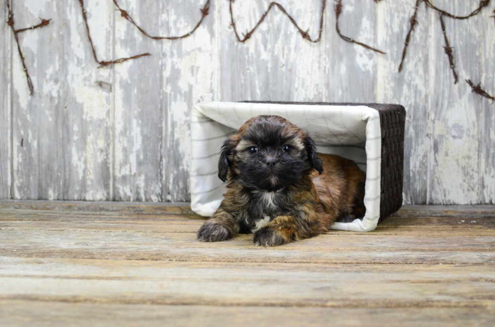 Adorable Shit Designer Puppy