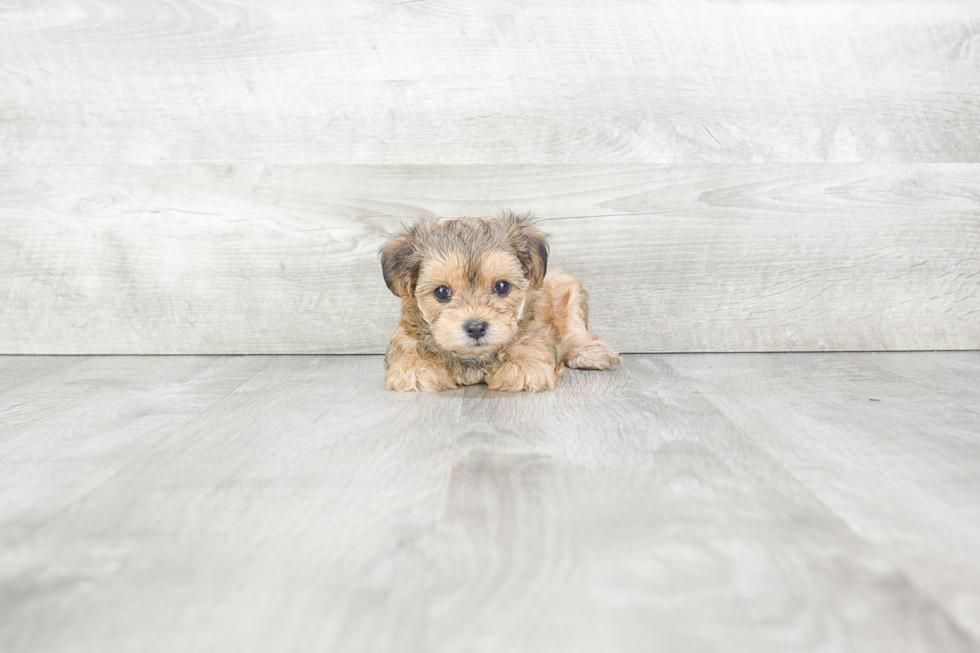 Morkie Pup Being Cute