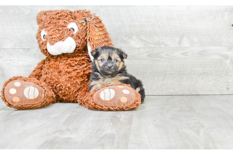 Petite Morkie Designer Pup