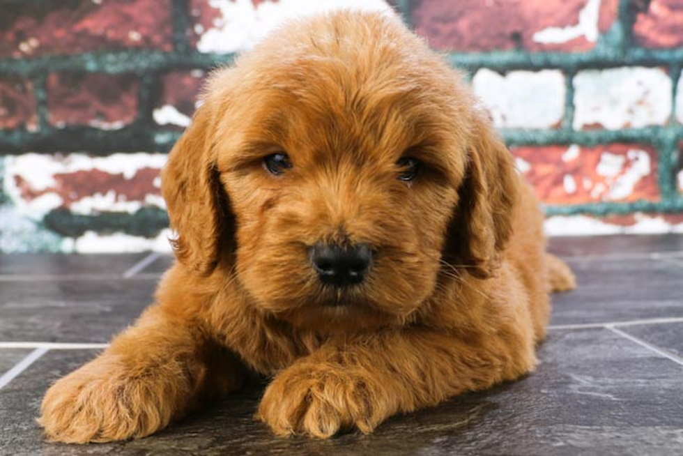 Energetic Golden Retriever Poodle Mix Puppy