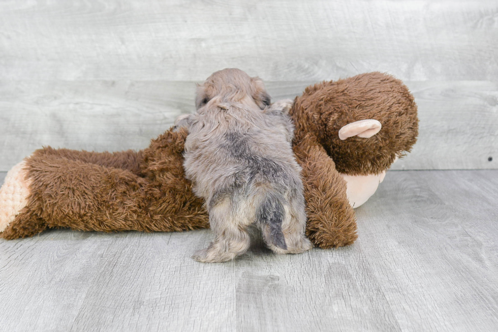 Teddy Bear Pup Being Cute