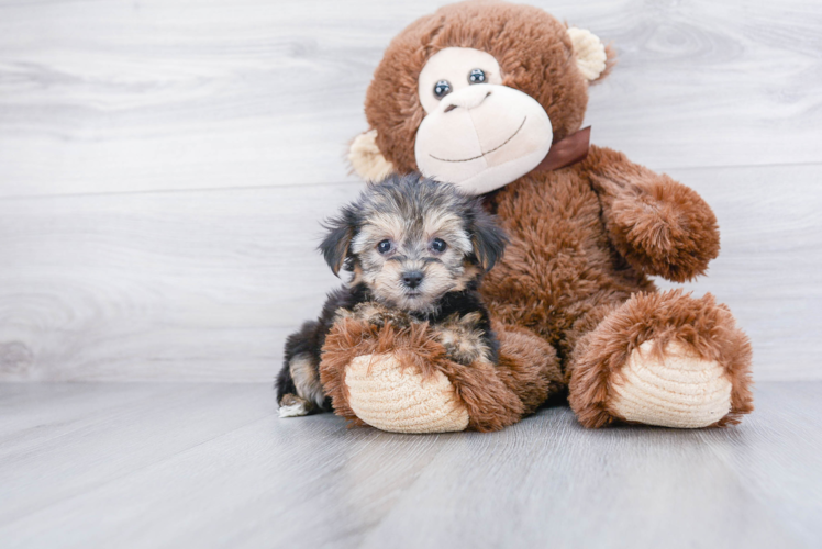 Morkie Puppy for Adoption