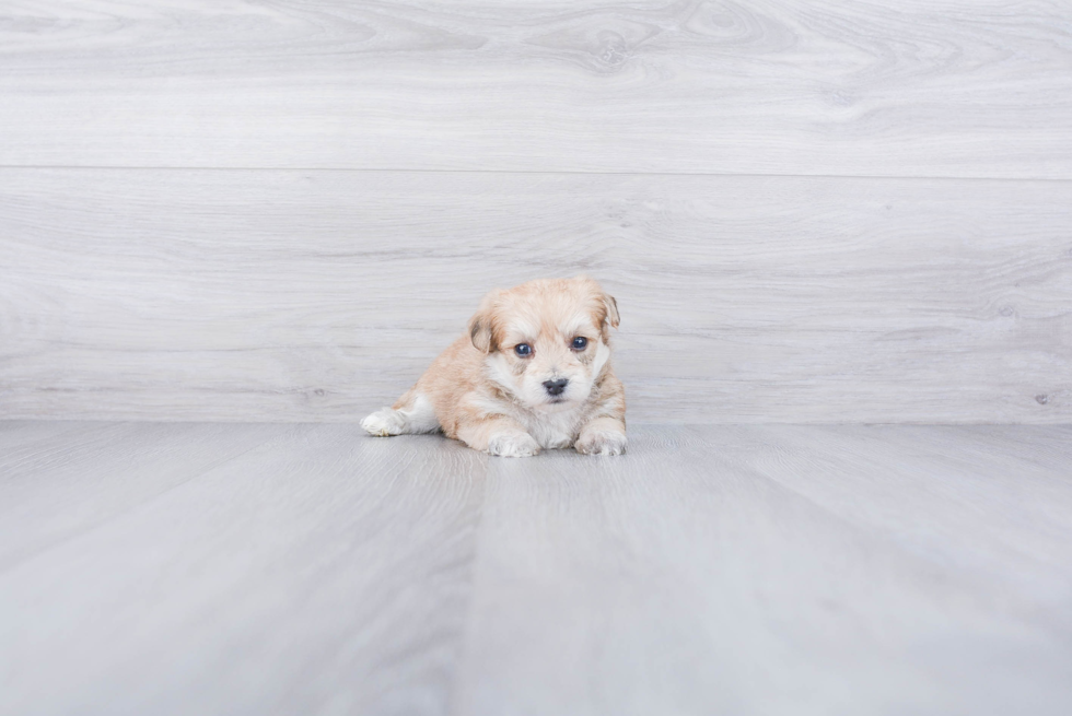 Fluffy Morkie Designer Pup