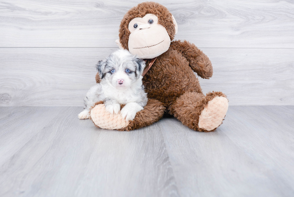 Mini Aussiedoodle Puppy for Adoption