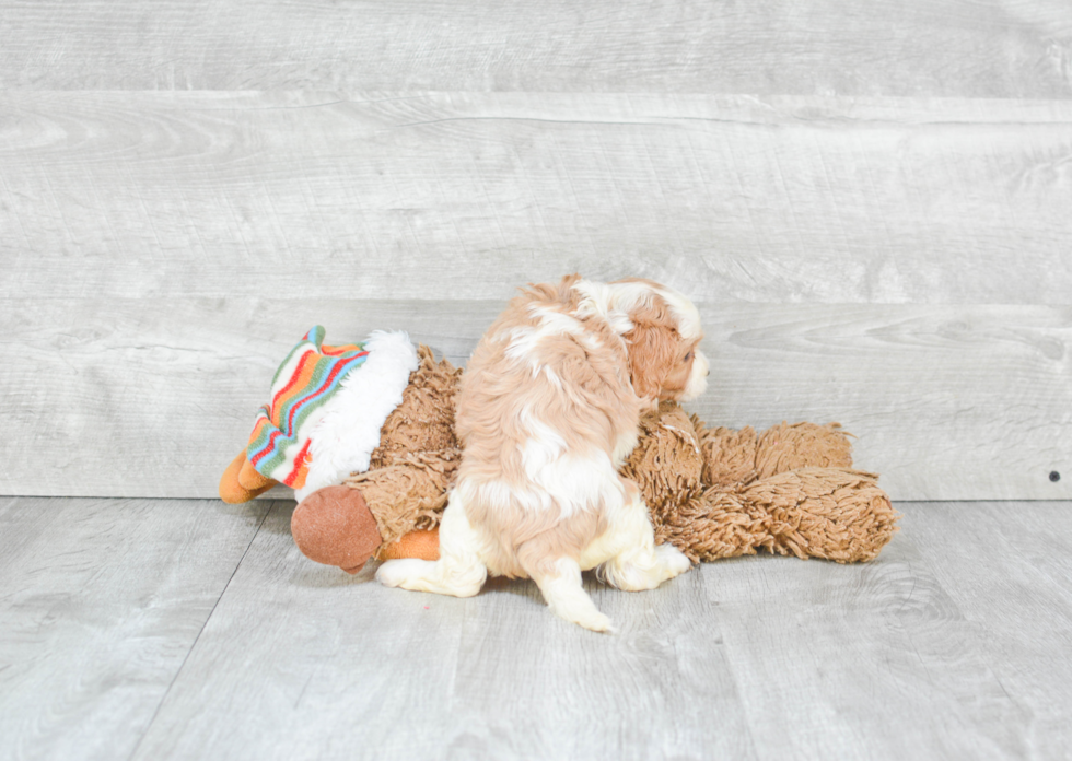 Energetic Cavalier King Charles Spaniel Purebred Puppy