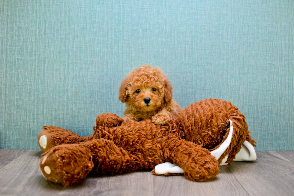 Popular Cavapoo Poodle Mix Pup