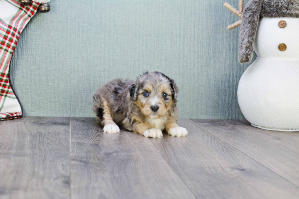 Mini Aussiedoodle Pup Being Cute