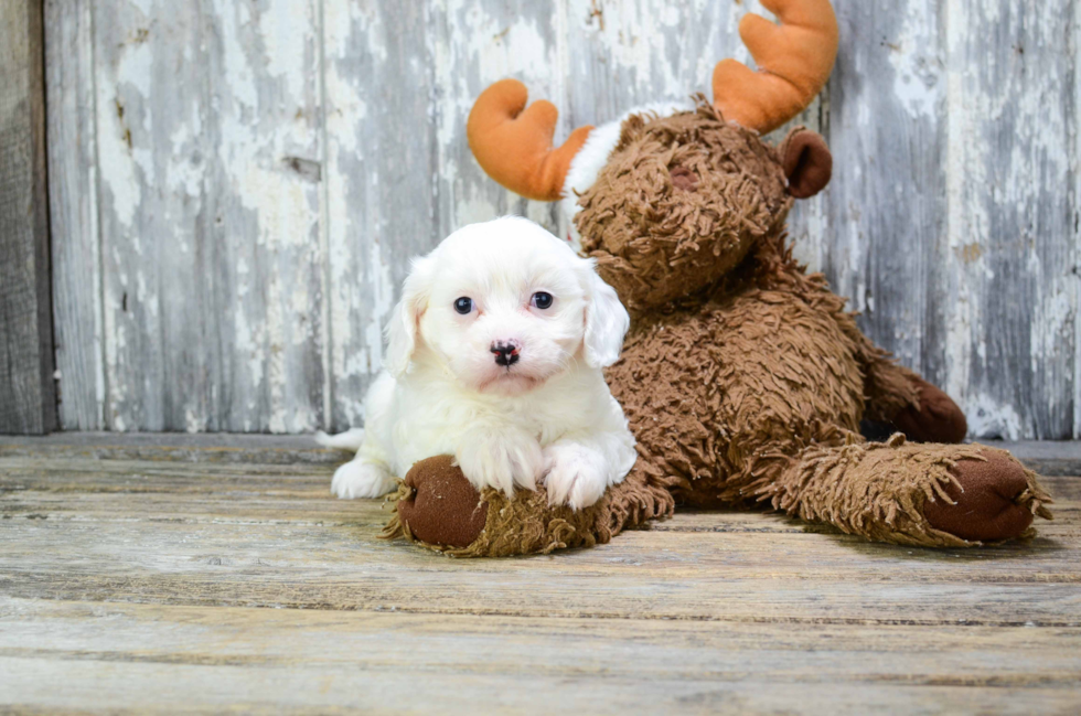 Cavachon Pup Being Cute