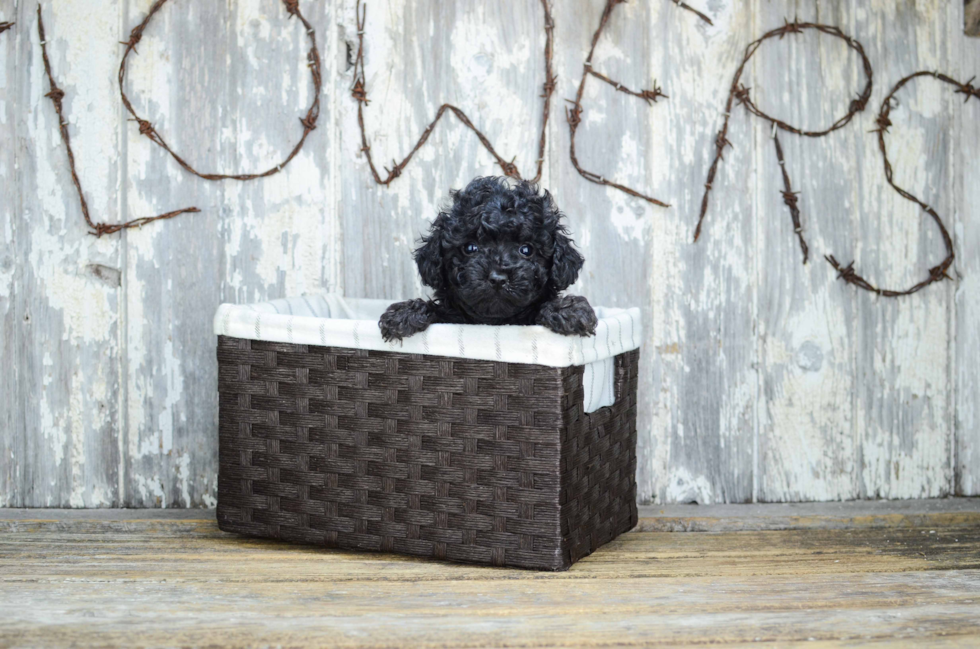 Happy Pudle Purebred Puppy