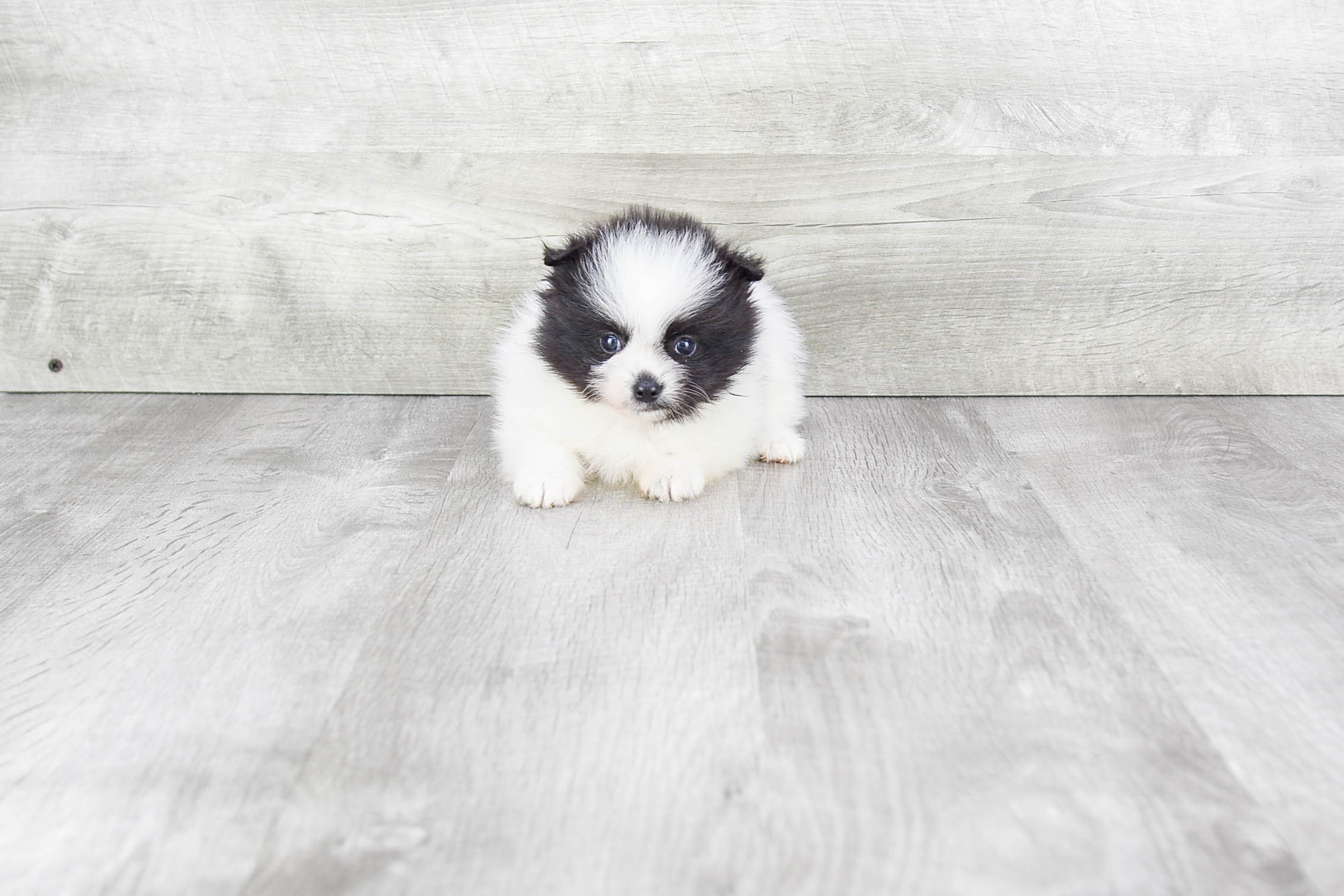 Pomeranian Pup Being Cute