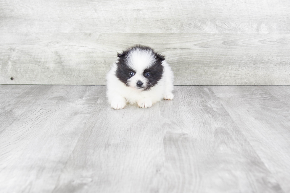 Pomeranian Pup Being Cute