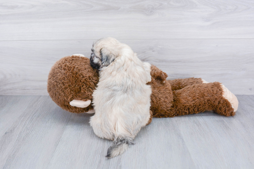 Best Teddy Bear Baby