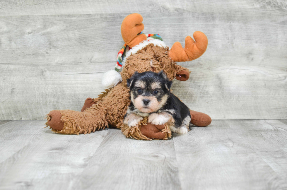 Morkie Puppy for Adoption