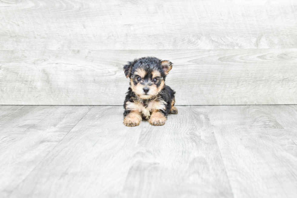 Morkie Pup Being Cute