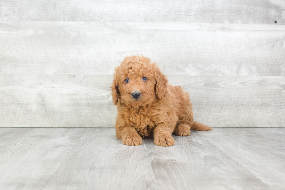 Petite Mini Goldendoodle Poodle Mix Pup