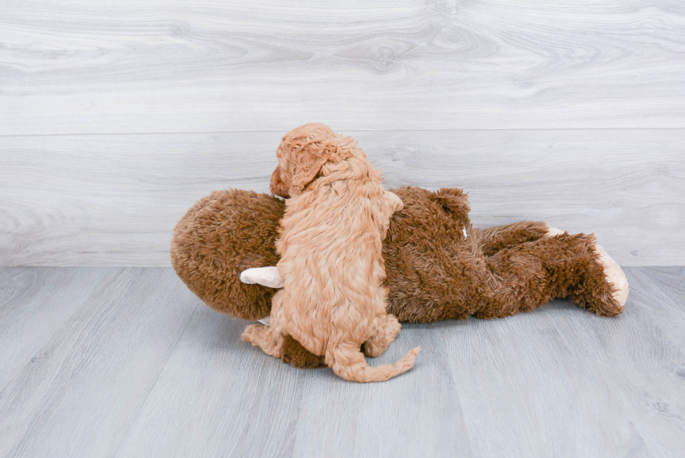 Playful Cavoodle Poodle Mix Puppy