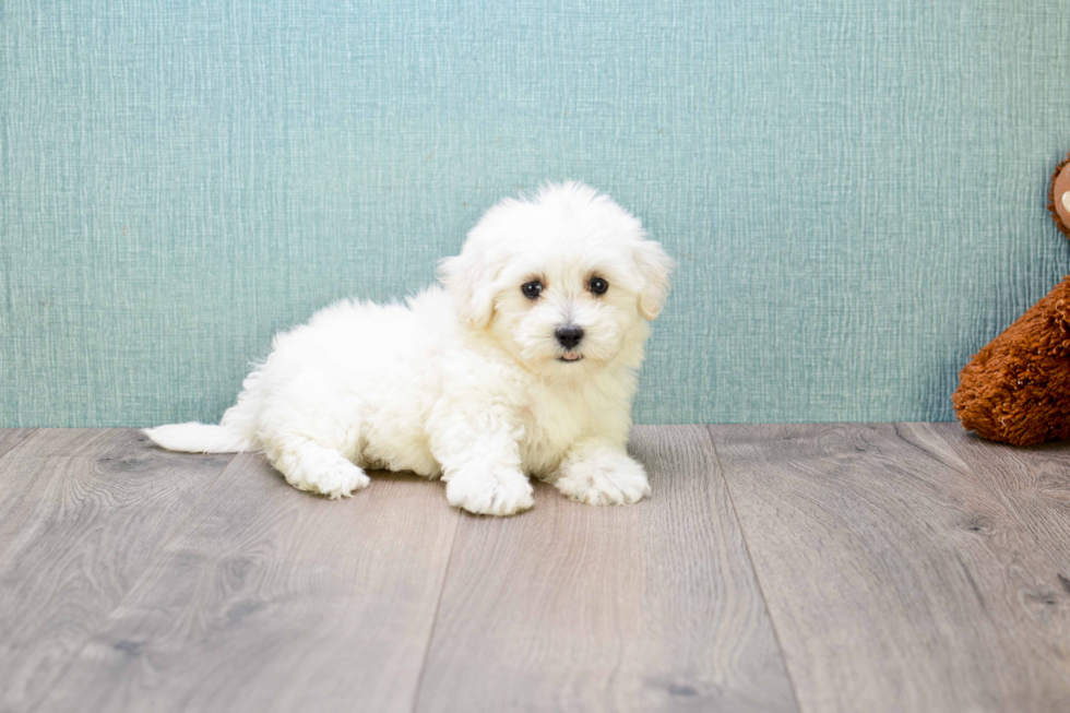 Smart Maltipoo Poodle Mix Pup