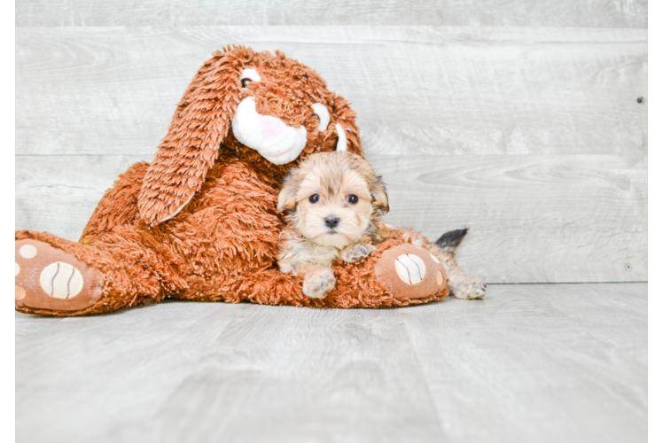Fluffy Morkie Designer Pup