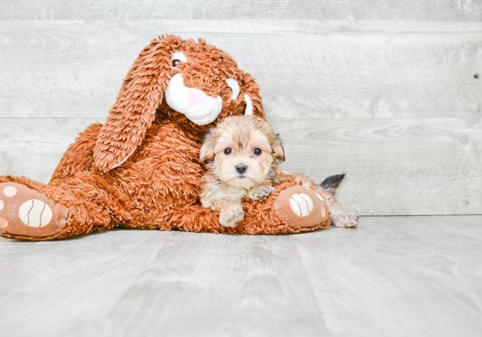 Fluffy Morkie Designer Pup