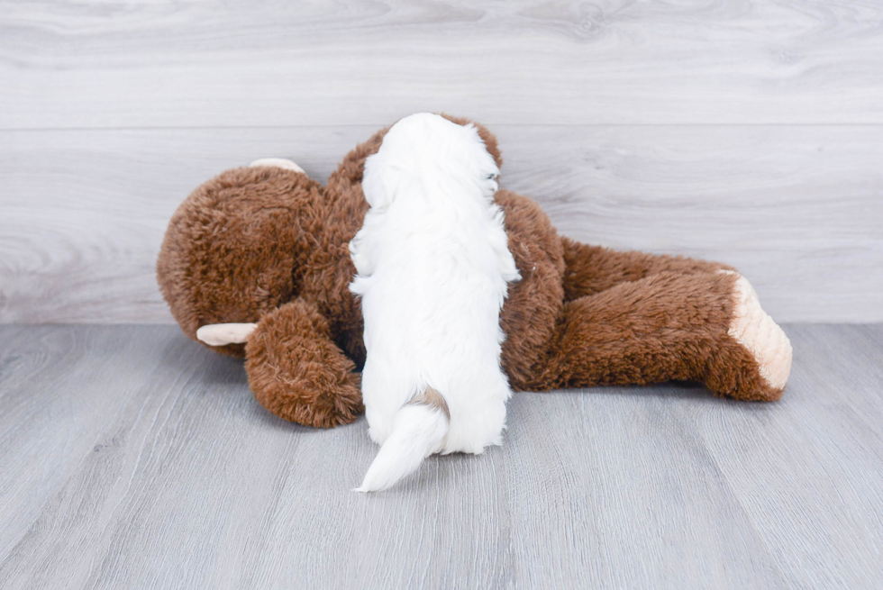 Popular Teddy Bear Designer Pup