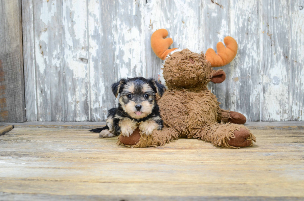 Happy Morkie Baby
