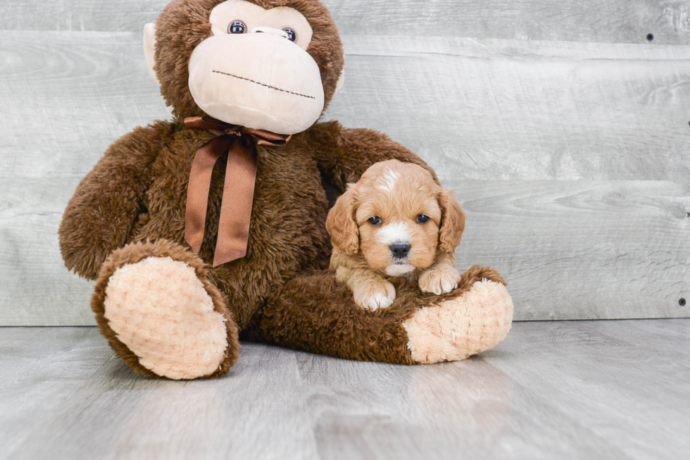Small Cavapoo Baby