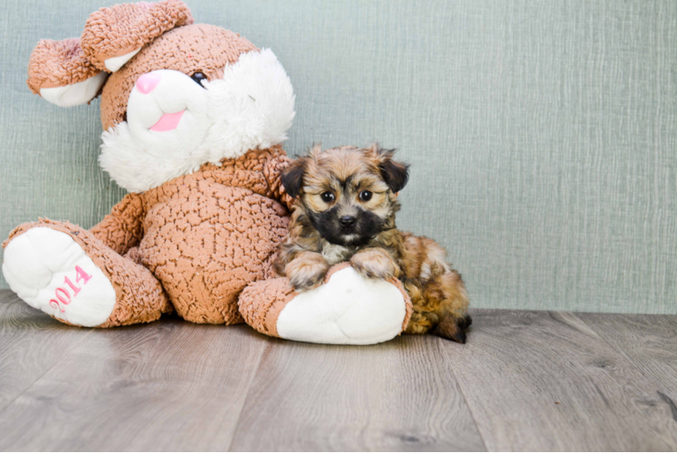 Popular Morkie Designer Pup