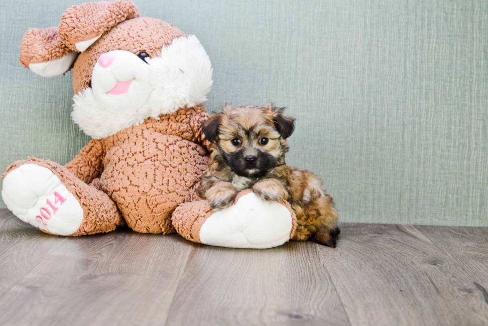 Popular Morkie Designer Pup