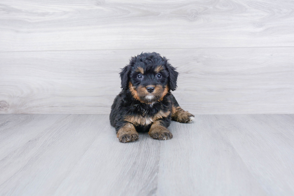 Mini Bernedoodle Puppy for Adoption