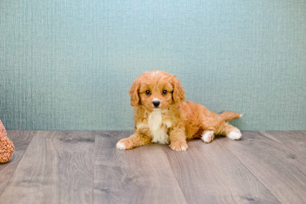 Cavapoo Puppy for Adoption