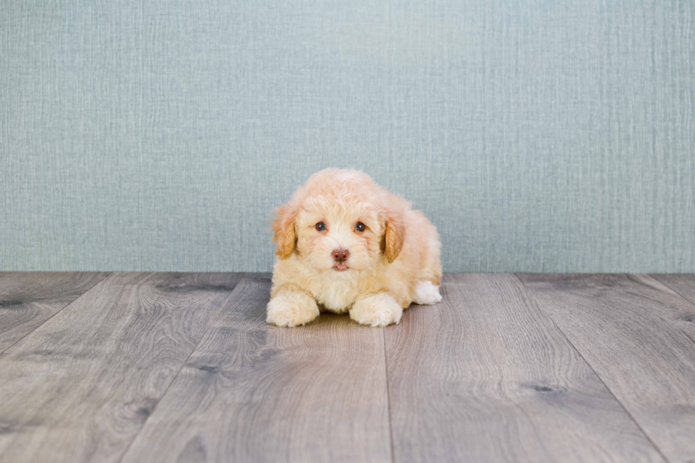 Hypoallergenic Maltepoo Poodle Mix Puppy