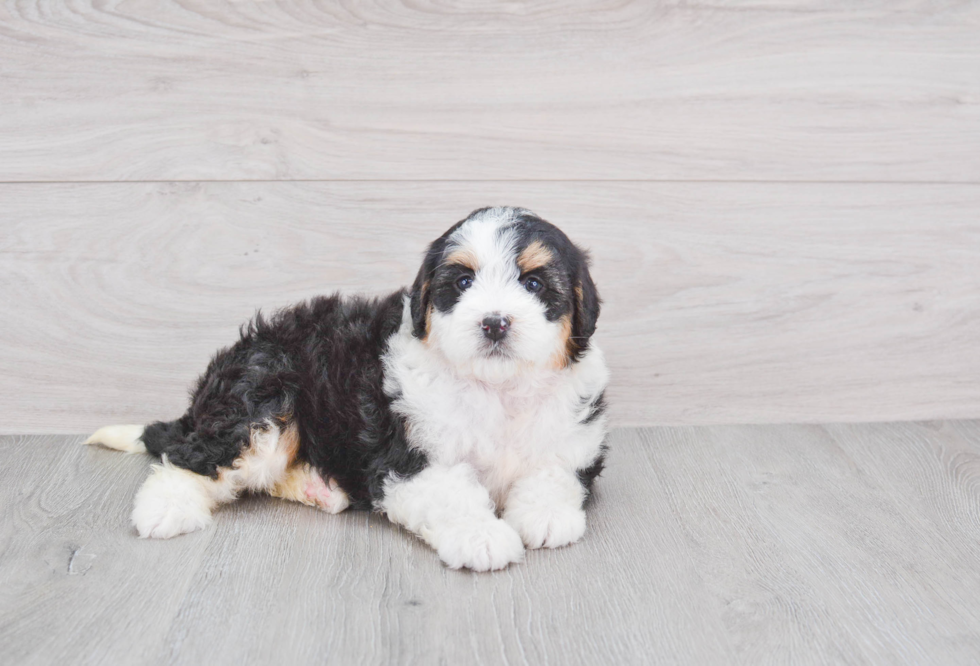Mini Bernedoodle Pup Being Cute