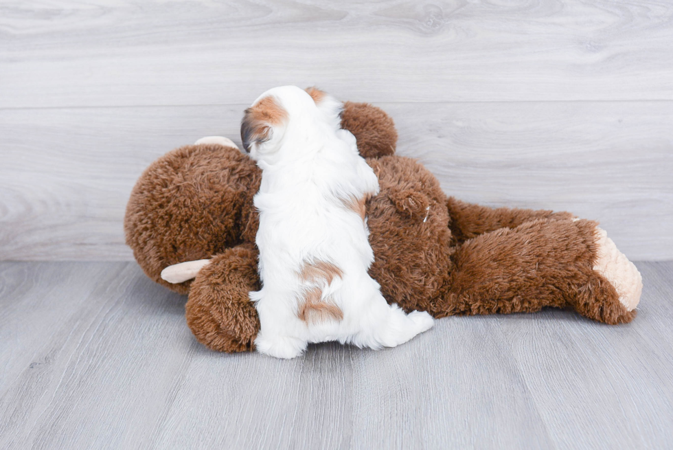 Adorable Yorkie Designer Puppy