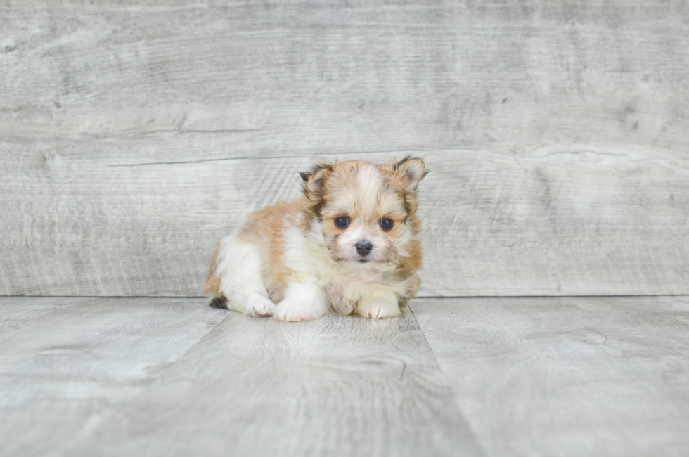 Maltipom Pup Being Cute