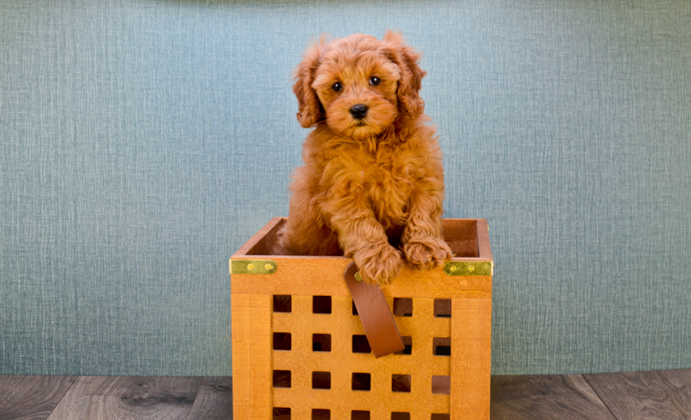 Happy Mini Goldendoodle Baby