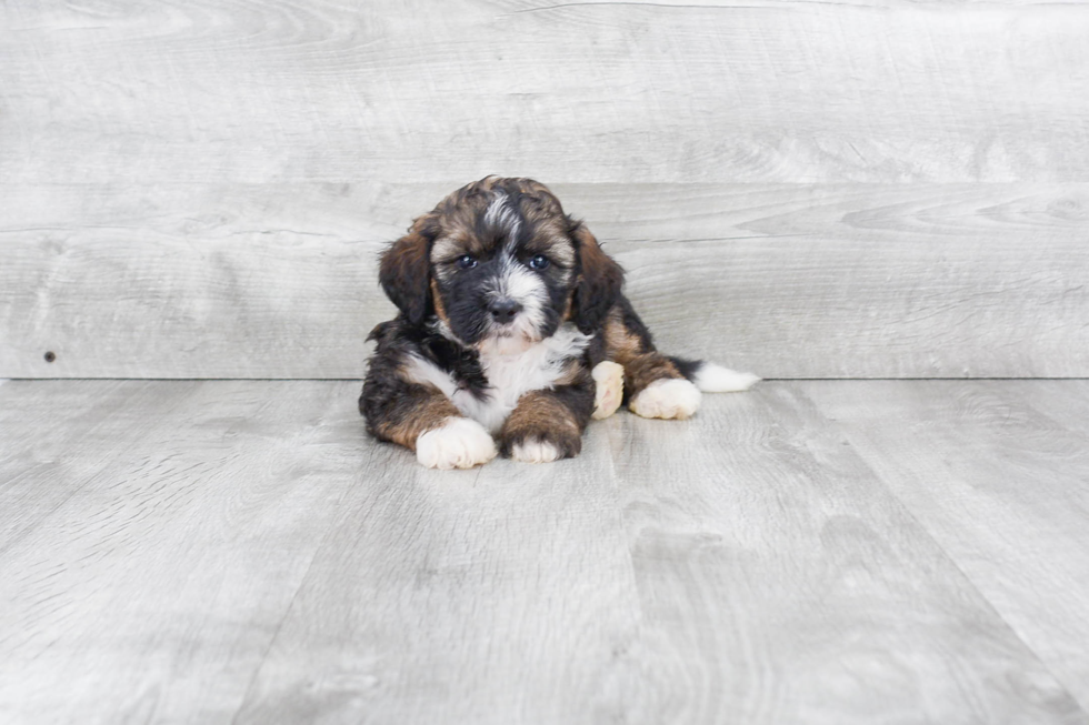 Popular Mini Bernedoodle Poodle Mix Pup