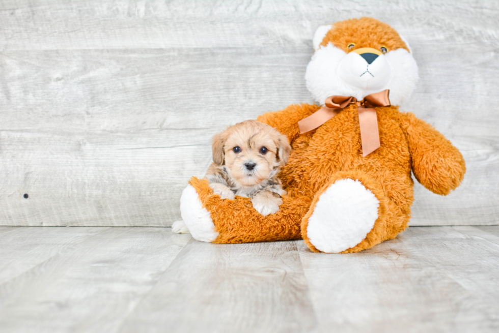 Adorable Yorkie Designer Puppy