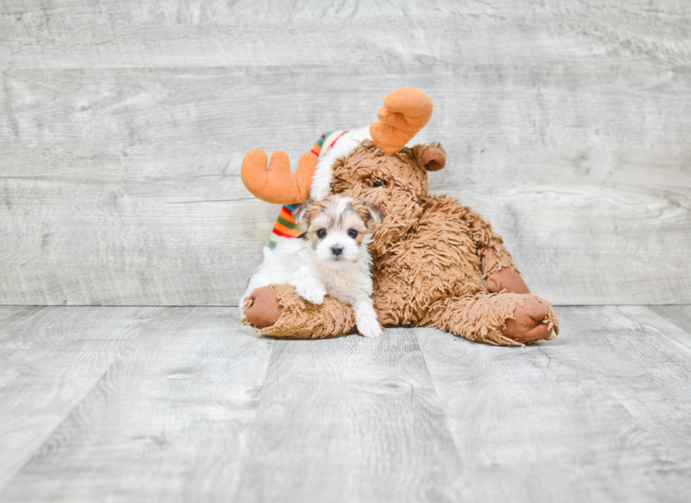Popular Morkie Designer Pup
