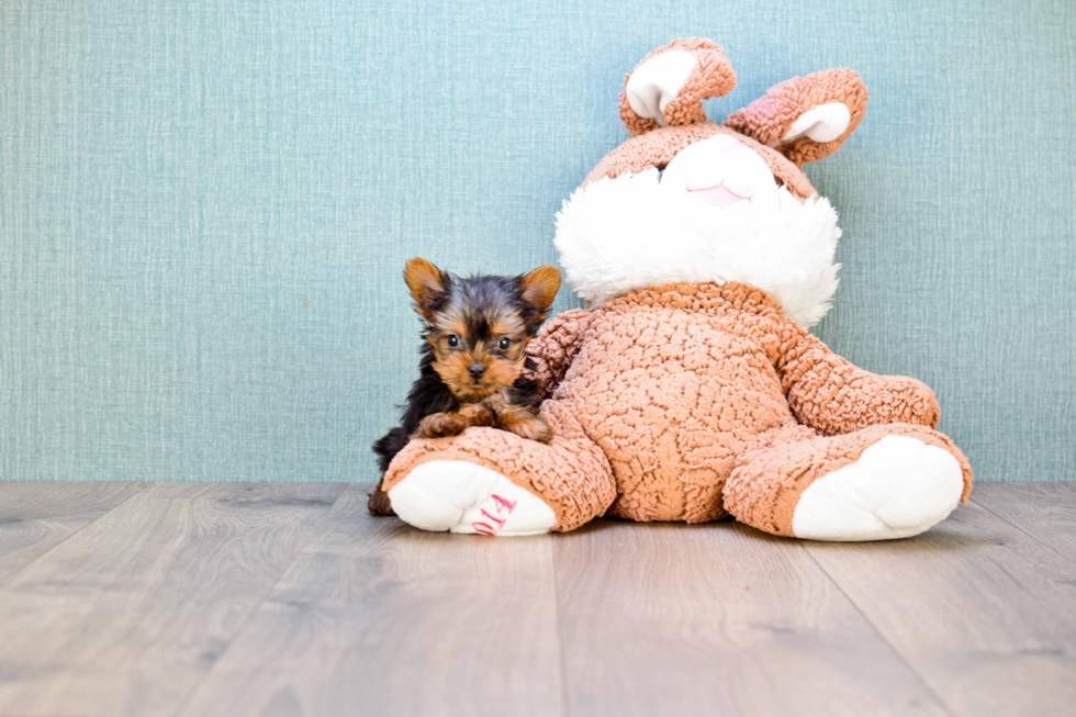 Meet Simon - our Yorkshire Terrier Puppy Photo 