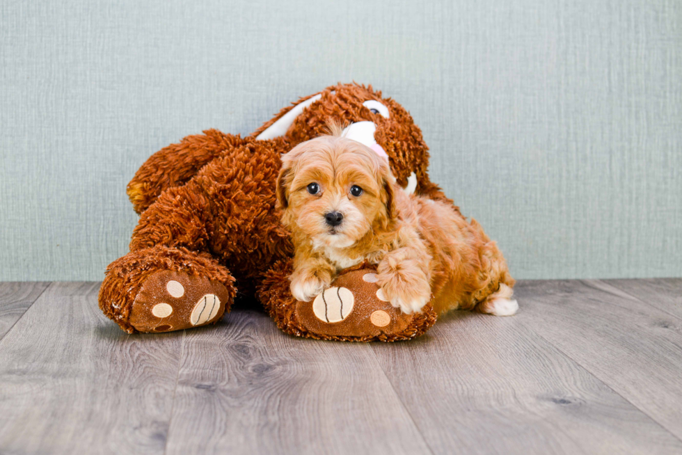 Cavapoo Puppy for Adoption