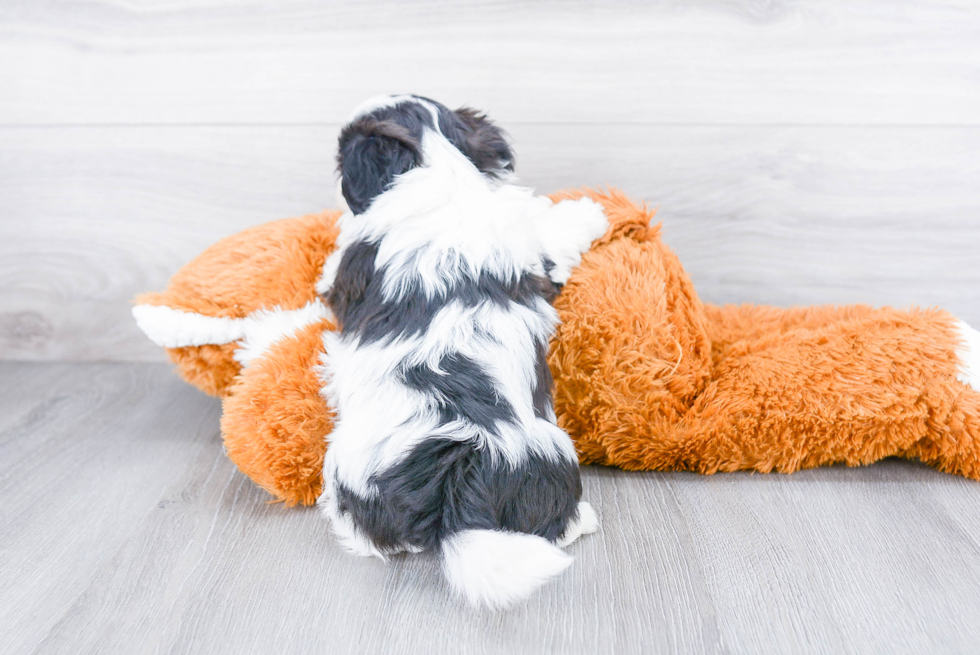 Best Teddy Bear Baby