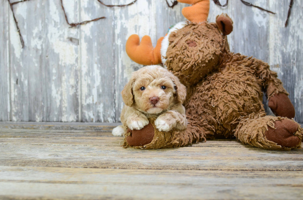 Funny Poodle Purebred Pup