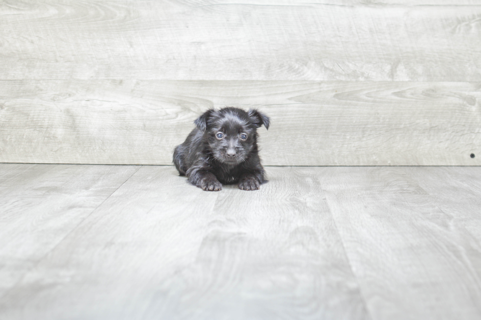 Morkie Pup Being Cute