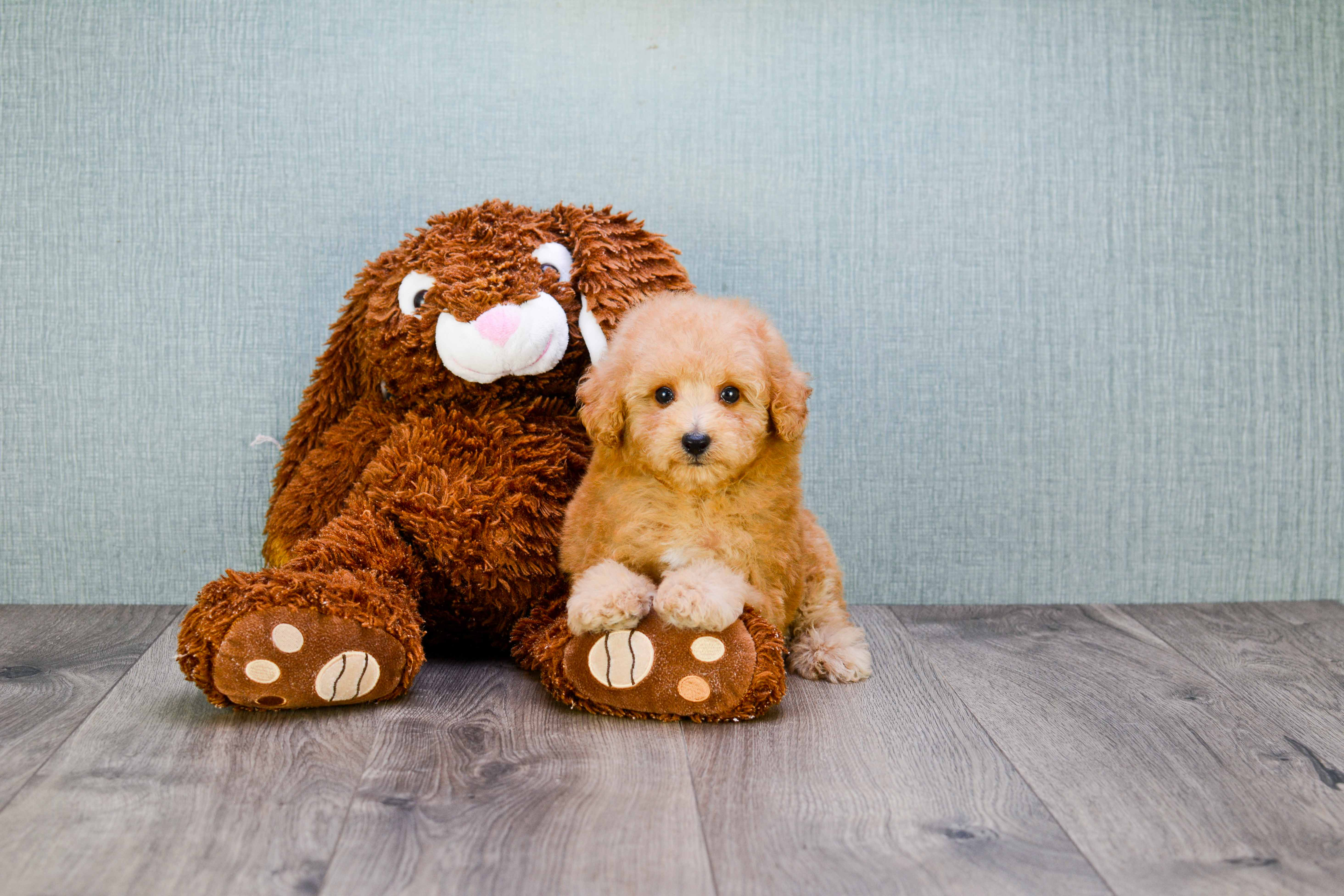 Little Cavoodle Poodle Mix Puppy