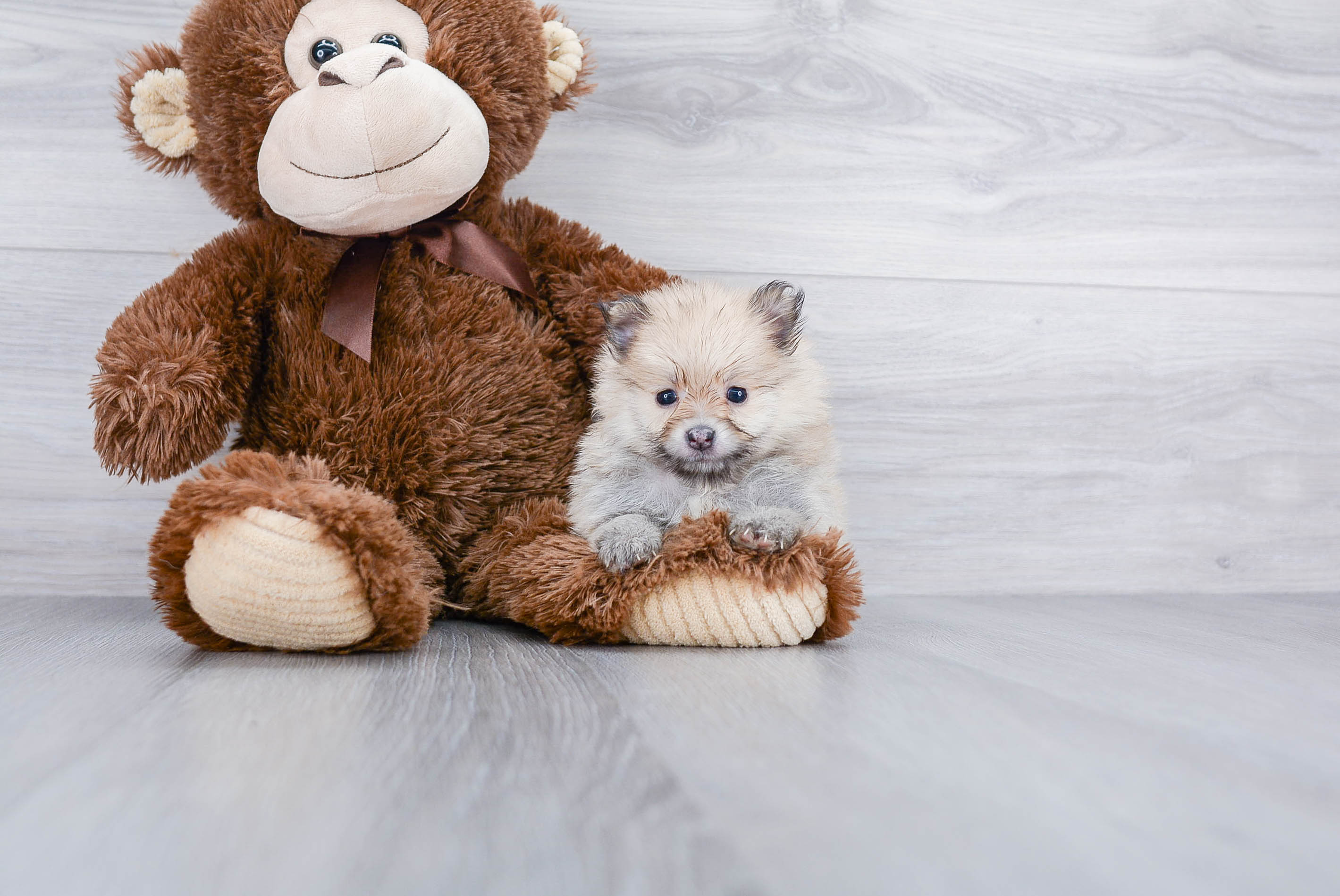 Pomeranian Pup Being Cute